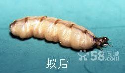 专业防治白蚁，大朗专业灭蟑螂，常平灭白蚁，东城灭臭虫